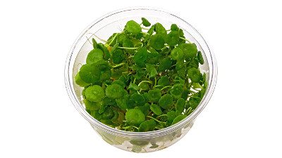 Hydrocotyle verticilata XXL cup (12cm) in-vitro plant available in www.aquaview.ie